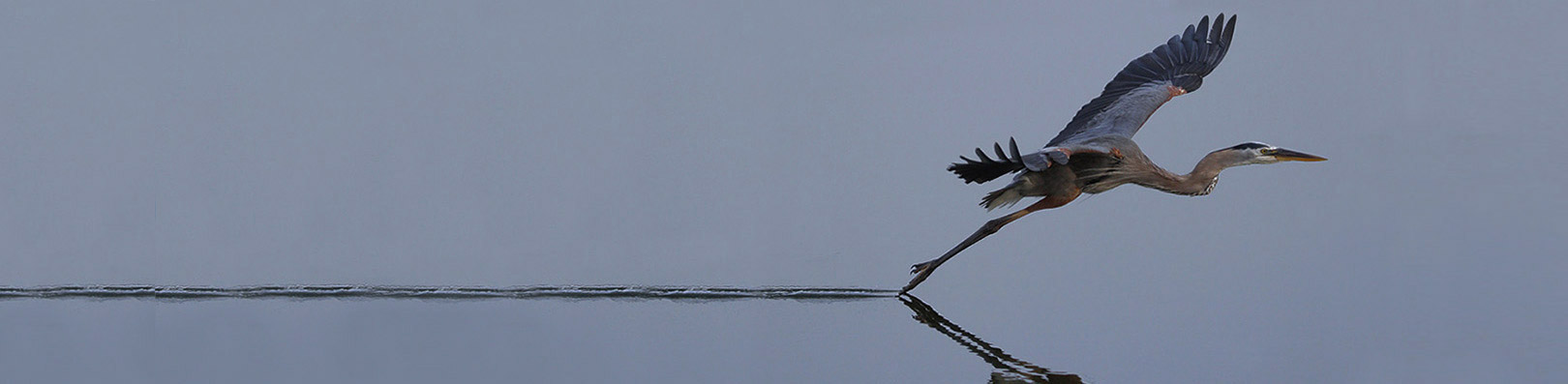 Blue Heron flying just above still water