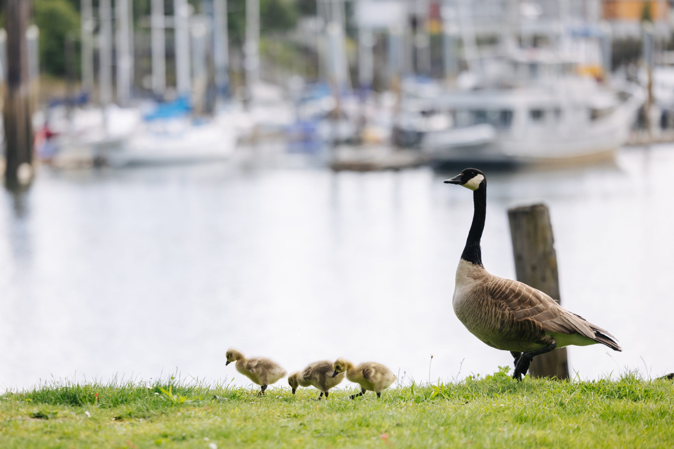 Canadian Goose and three young geese along the Duwamish Waterway, with a marina in the background"